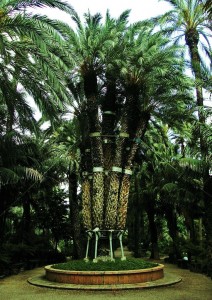 palmera imperial