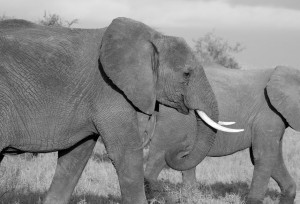 elephant-safari-wild-mammal-51946