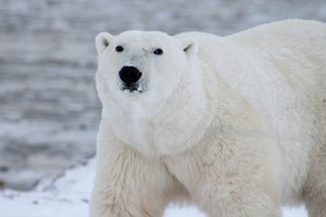 polar-bear-arctic-wildlife-snow-53425